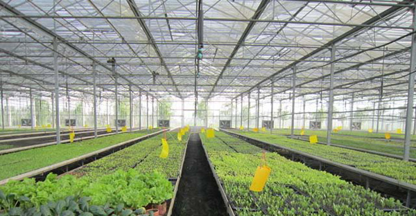 光伏农业大棚 光伏农业大棚